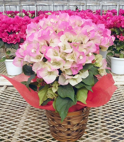 クリスタルピンク（5号鉢） | 普通サイズ（5号鉢） | ブーゲンビリア