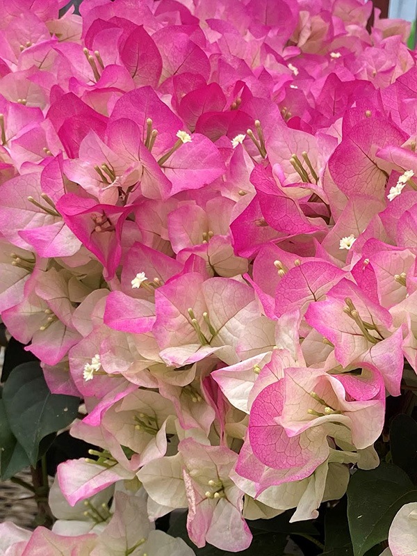 クリスタルピンク（5号鉢） | 普通サイズ（5号鉢） | ブーゲンビリア