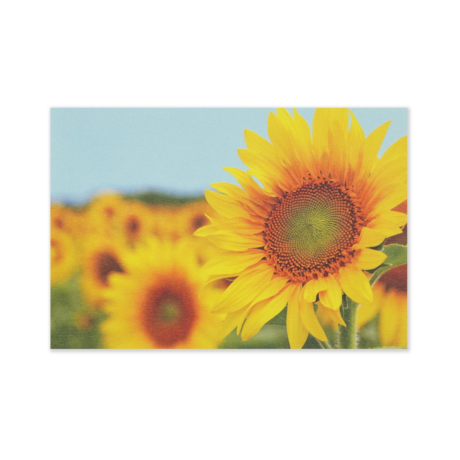 ポストカード ヒマワリ｜pcr-086 | 新商品,2024夏,サマーポストカード