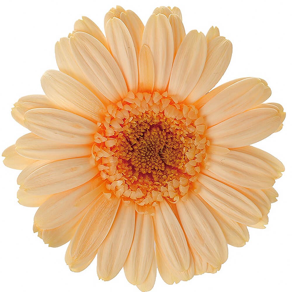 ガーベラ ジュリアオレンジ 9輪 大地農園 DO003170-365【プリザーブド