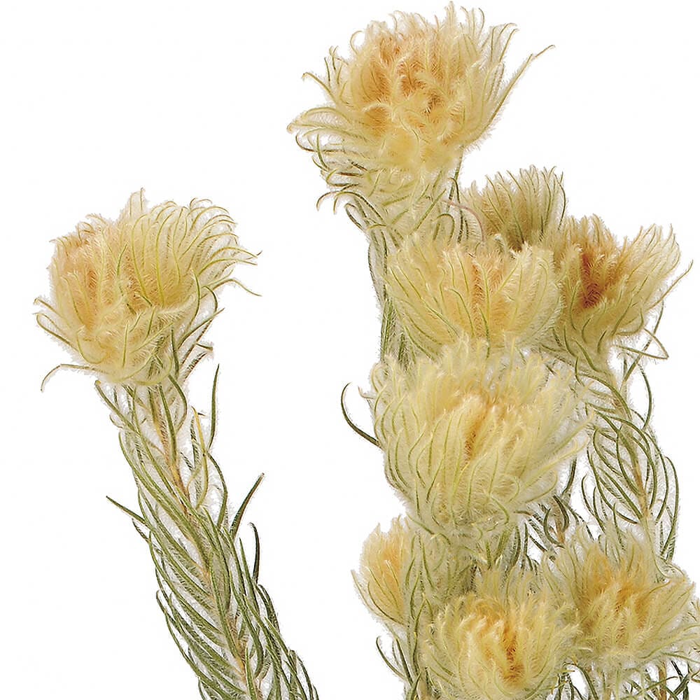 フィリカ ナチュラル DE017708【ドライフラワー】通販｜GREEN PIECE