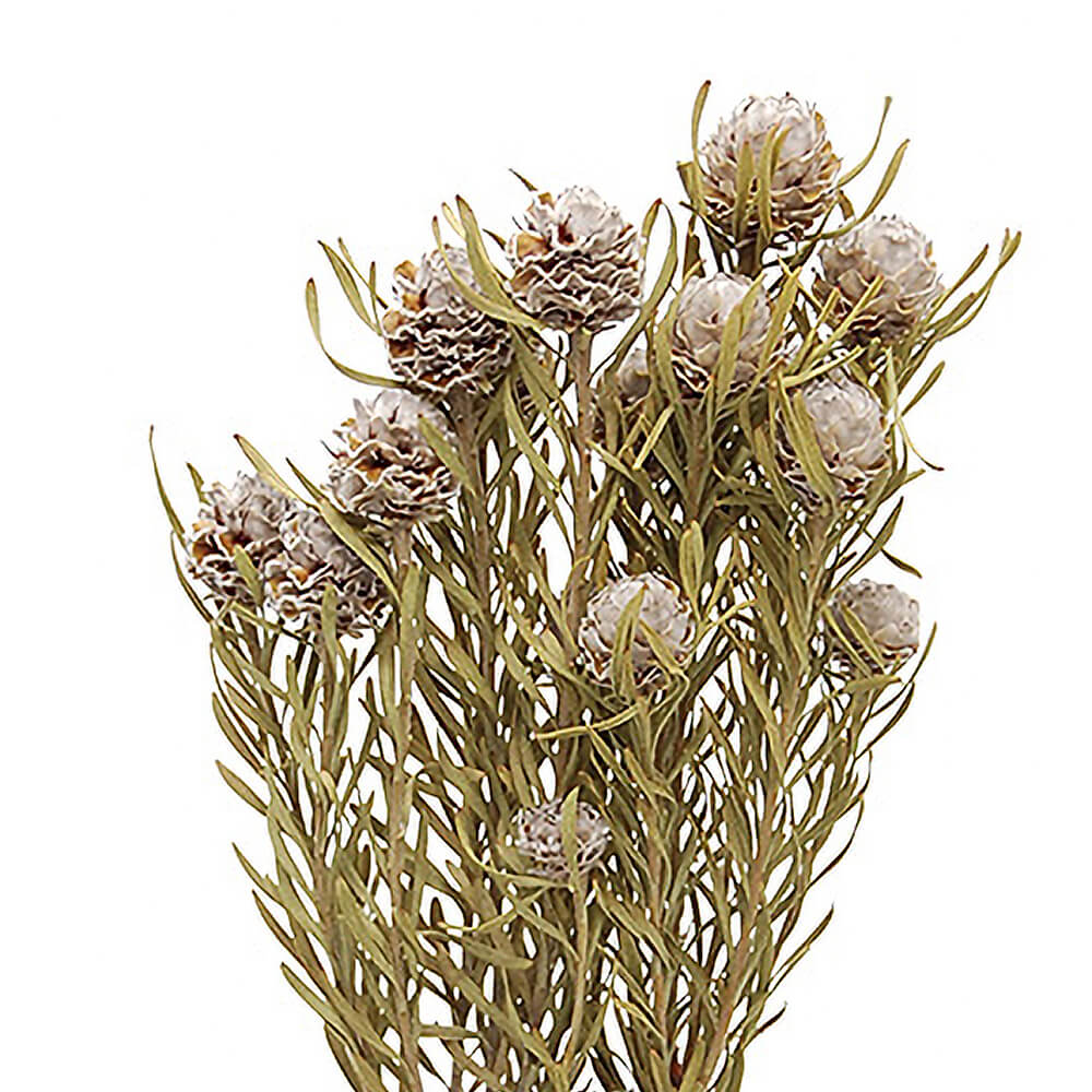 ジェイドパール ナチュラル DE017718【ドライフラワー】通販｜GREEN PIECE