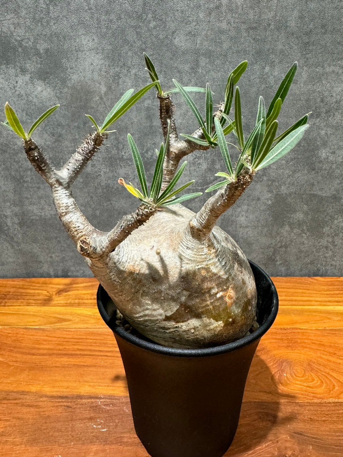 パキポディウム・グラキリス | 塊根植物 | 観葉植物通販