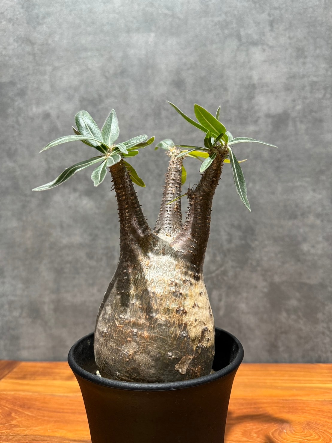 パキポディウム・グラキリス | 塊根植物 | 観葉植物通販