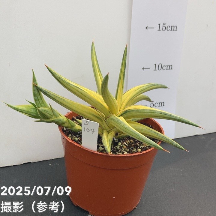 現品お届け】サンスベリア 3.5号 バリースター 斑入り（S104）｜観葉02