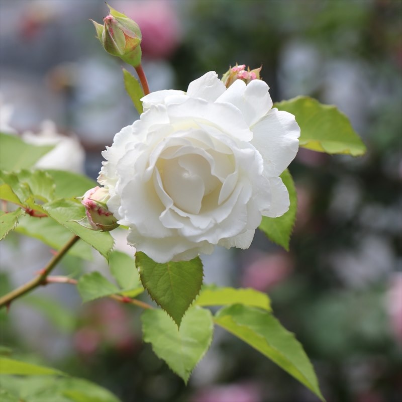 バラ大苗 クリード 7号 ロサ・オリエンティス｜花木04-PA | 花木・庭木