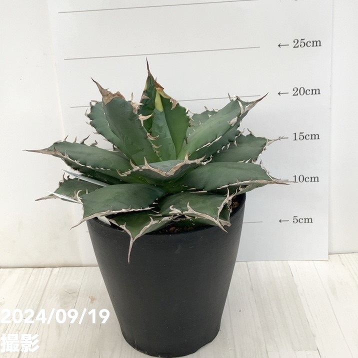 現品お届け】アガベ 5号 チタノタ 福建白鯨（A11）｜観葉01-D1 | 観葉