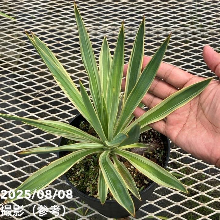 ユッカ 6号 グロリオサ バリエゲイテッド（Yucca gloriosa variegata