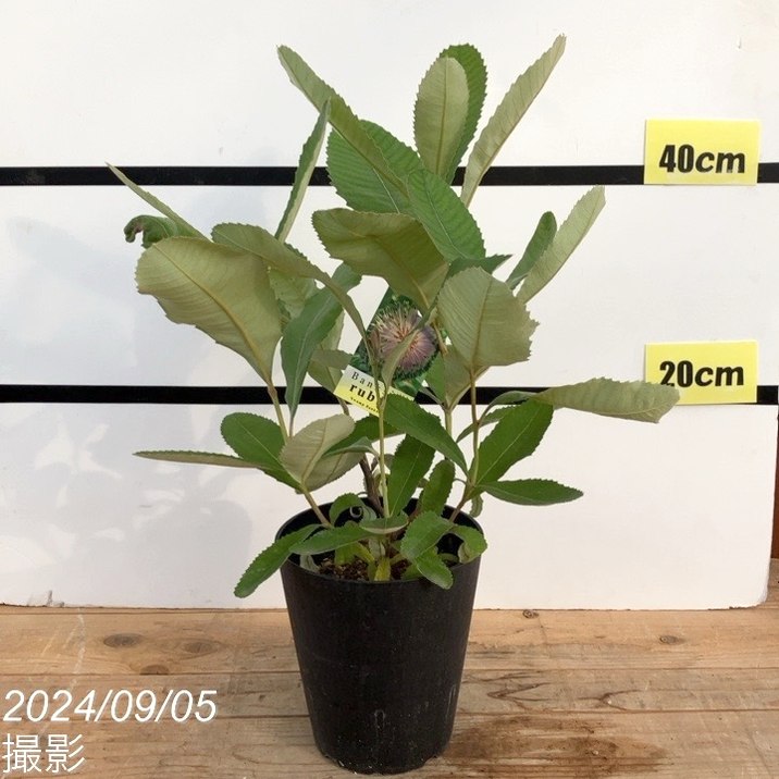 バンクシア ロブル（スワンプバンクシア） 5号｜花木10-TU | 花木