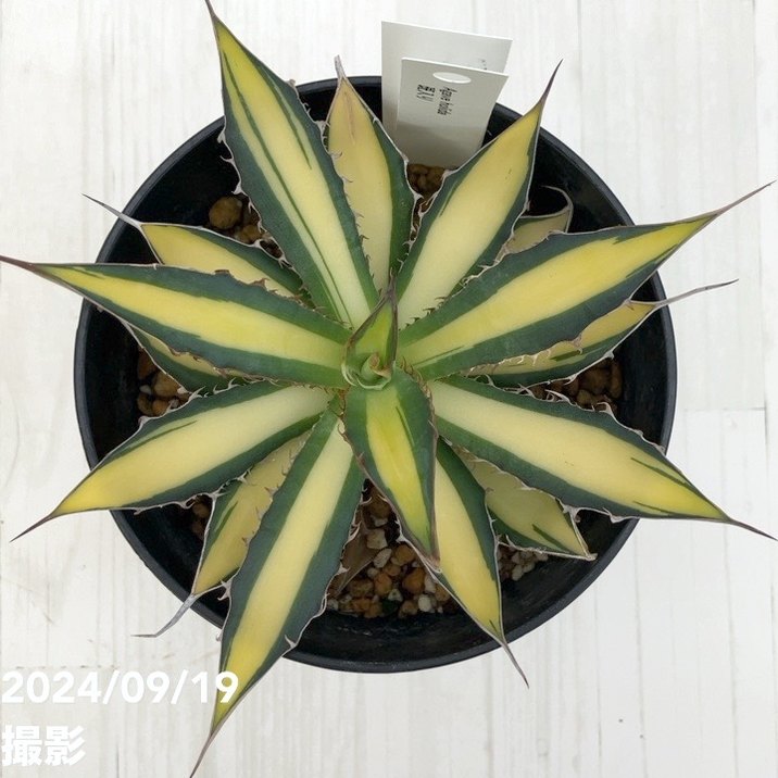 現品お届け】アガベ 4号 ホリダ 錦（斑入り）（A12）｜観葉01-D1