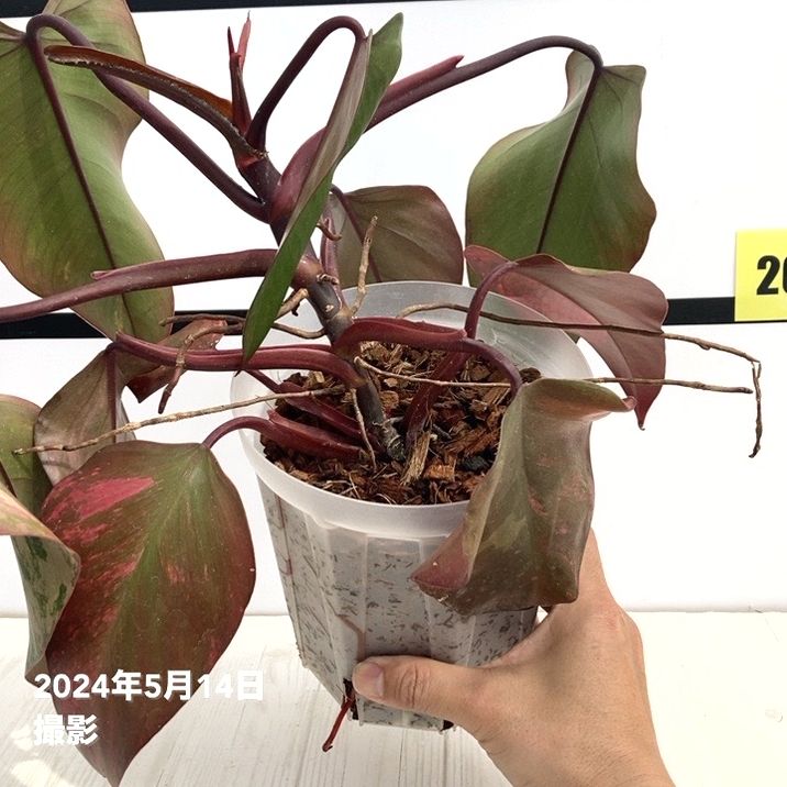 現品お届け】フィロデンドロン ストロベリーシェイク 5号ネガミエル