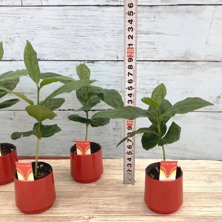 コーヒーの木 2号 10鉢セット｜観葉02-D2 | 観葉・多肉,コーヒーの木