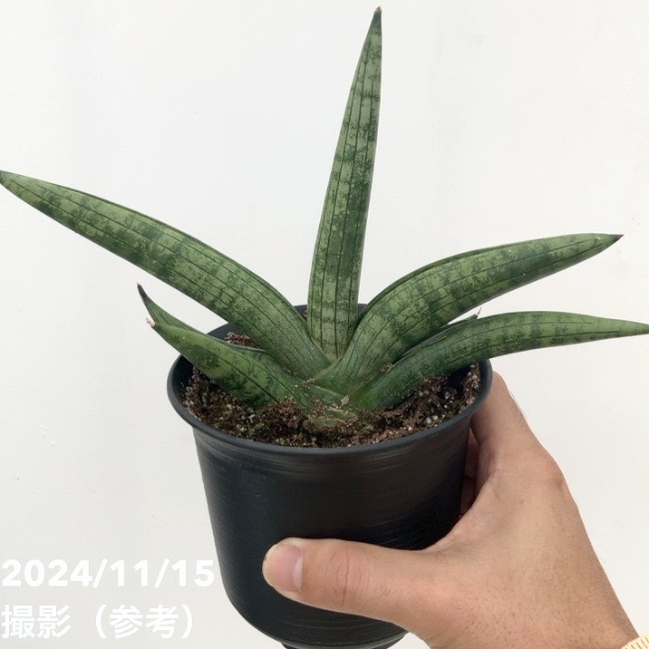 サンスベリア 4号 スーパー チュビー Super Chubby（子株）黒鉢｜観葉