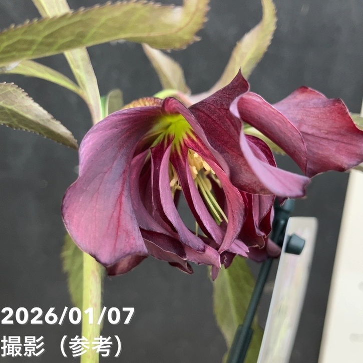 一点物】堀切園 クリスマスローズ ウィンターシンフォニー HEXE