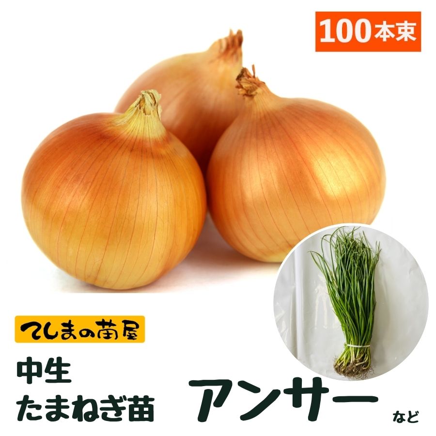 中生たまねぎ苗 抜き苗 約100本束 O・P黄 アンサー ターボのいづれか