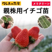 親株用イチゴ苗】 とちおとめ 9cmポット 野菜苗 培土 種 堆肥 【人気