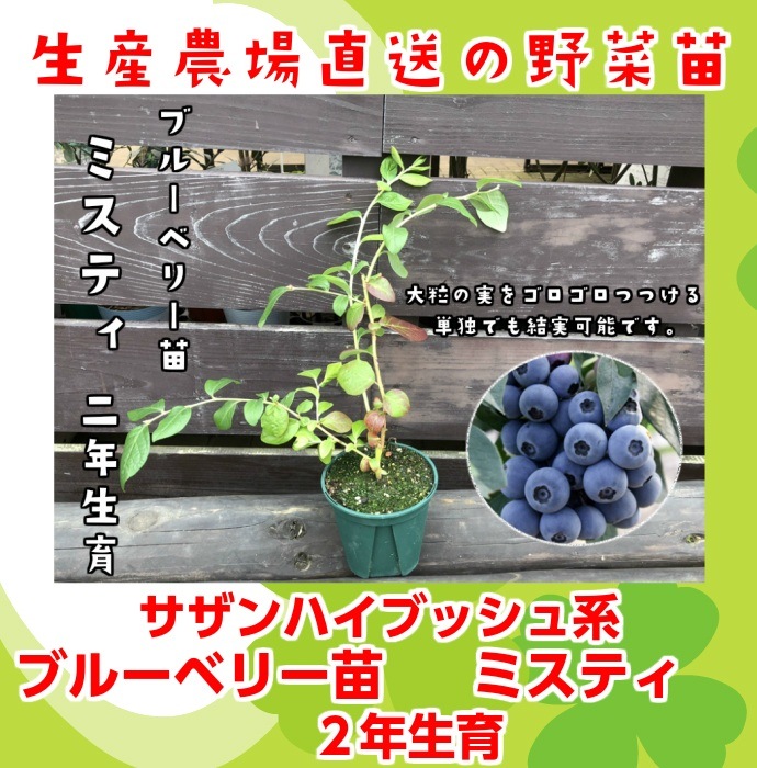 てしまの苗】 ブルーベリー苗 ミスティ 2年育成 1株 【人気】 | て