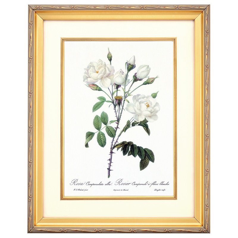 ルドゥーテ バラ図譜 ロサ カンパヌラータ アルバ 壁掛けアート