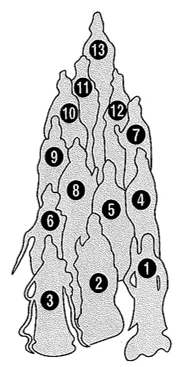 肉筆掛軸 「十三佛」 福田素仙 インテリア【ポイント5％還元中