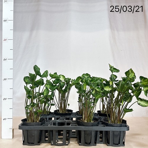 シンゴニウム ゴジラ(縮れ葉) 4号ポット｜芳樹園オンラインショップ