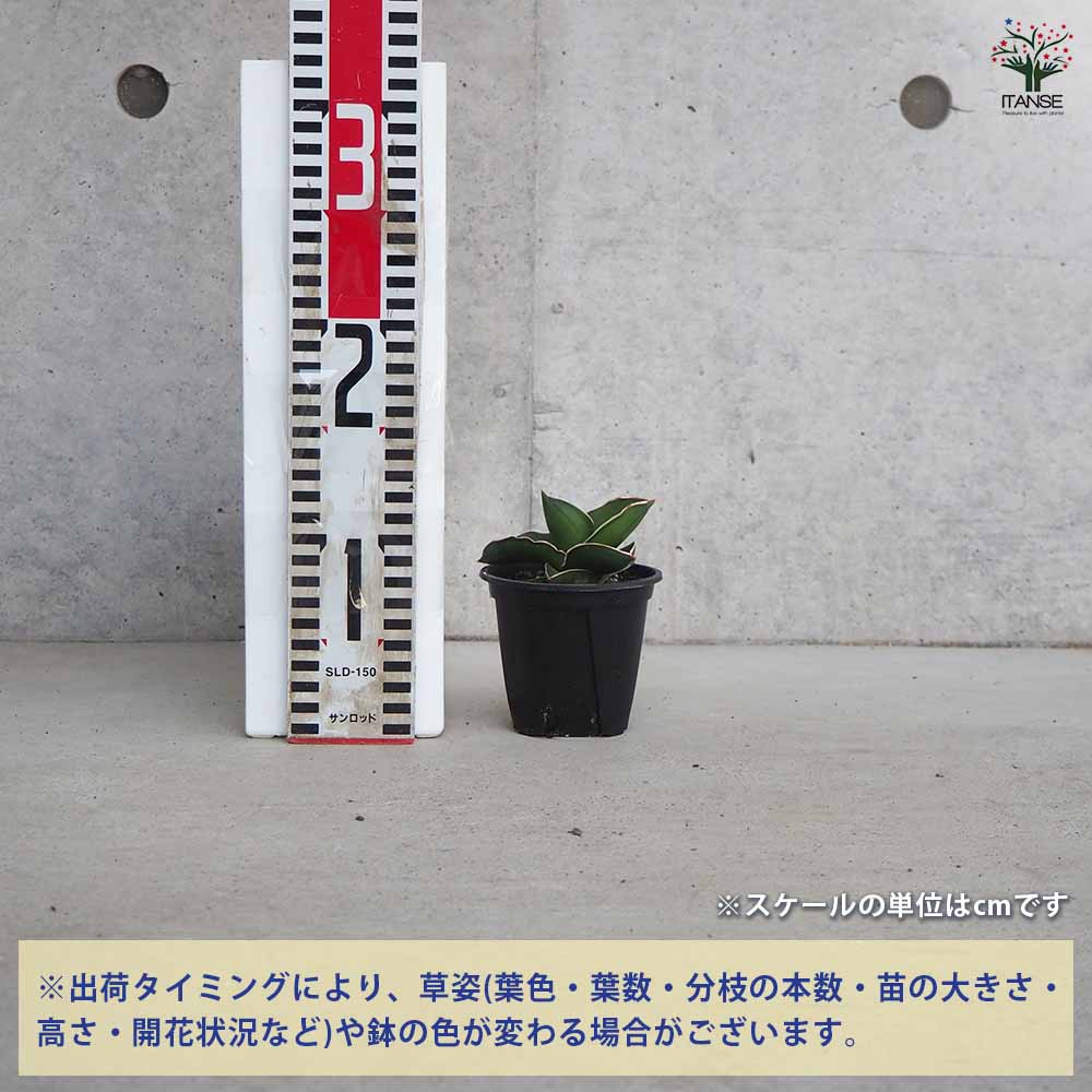 サンスベリア サムライドワーフ 【観葉植物 3号鉢】｜ 【植物の
