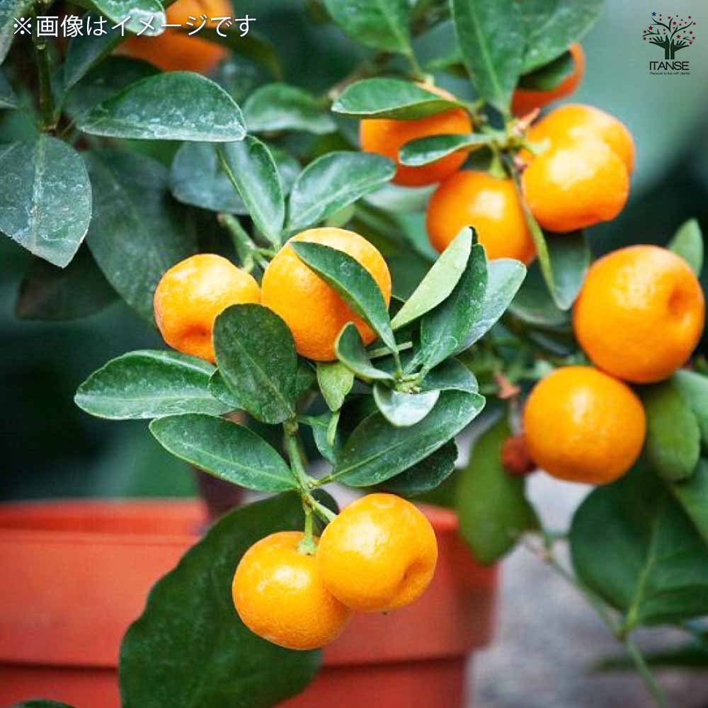 みかん 紀州小みかん 【果樹の苗木 15cmポット／1個売り】｜ 【植物の