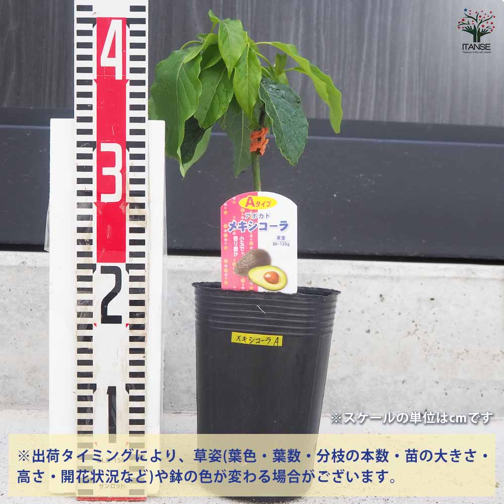 アボカド メキシコーラ 【果樹の苗木 4.5号ロングポット／1個売り