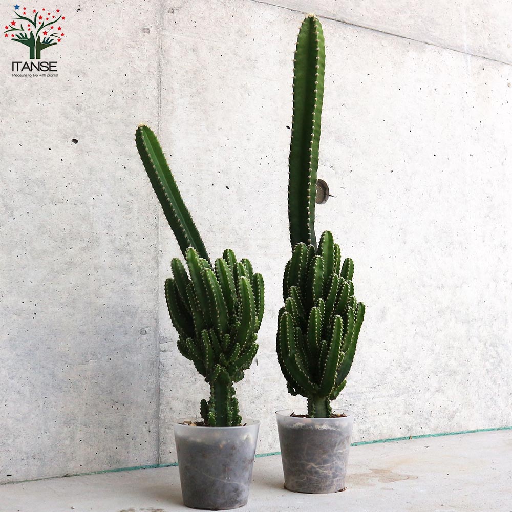 サボテン・セレウス・ペルヴィアナス【多肉植物 2.5号ポット