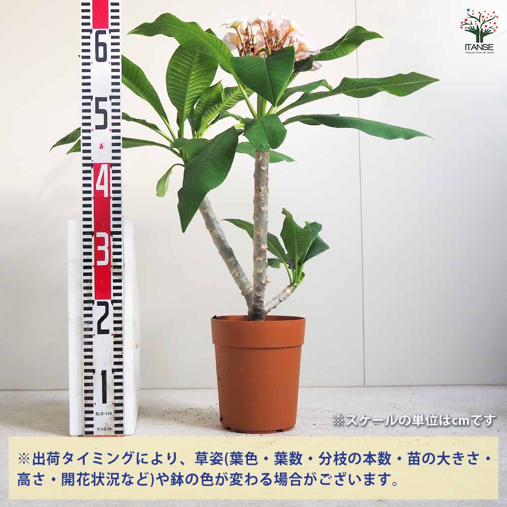 プルメリア苗木 ジャングルジャックホワイト 【花木苗 5号鉢／1個売り