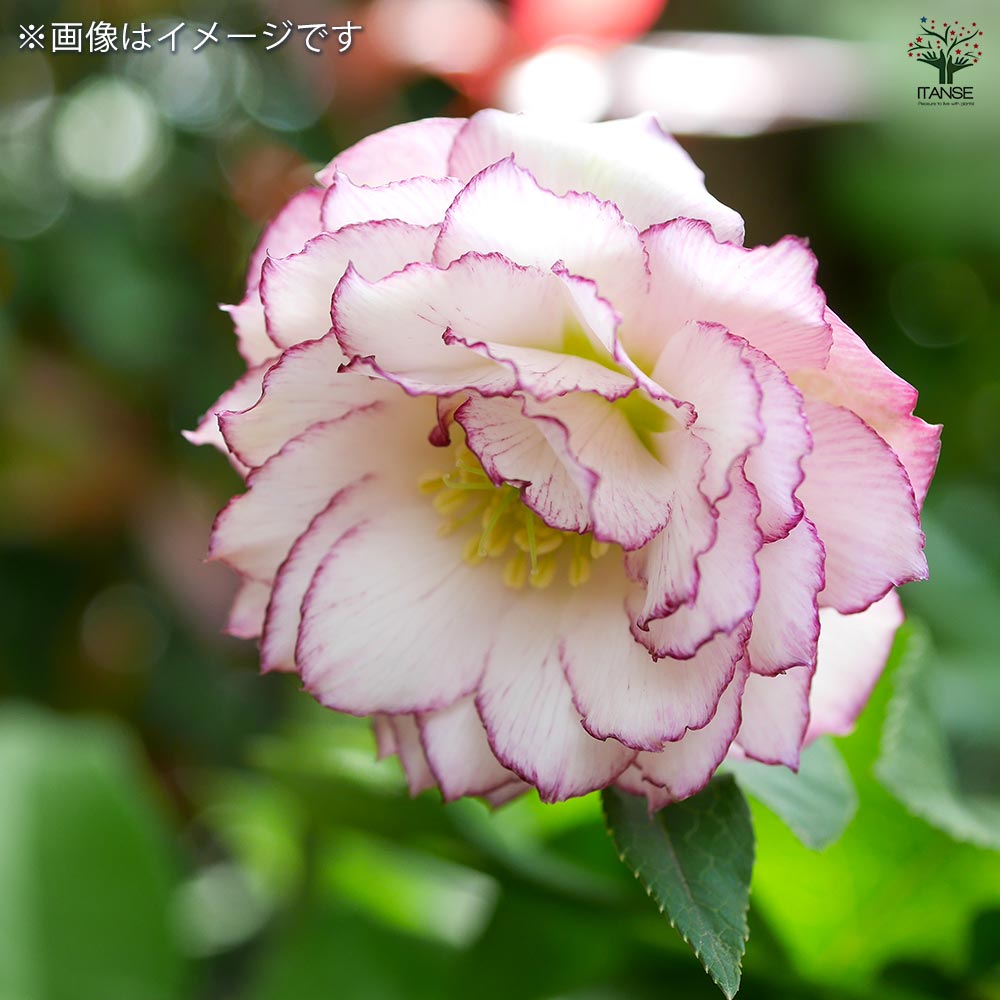 クリスマスローズ ダブル咲きMIX2個～ 【花苗 3号】｜ 【植物の