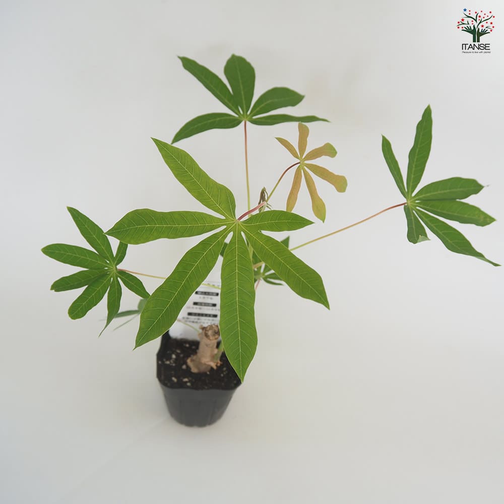 イエローキャッサバ(タピオカ) 【果樹の苗 3号】｜ 【植物の