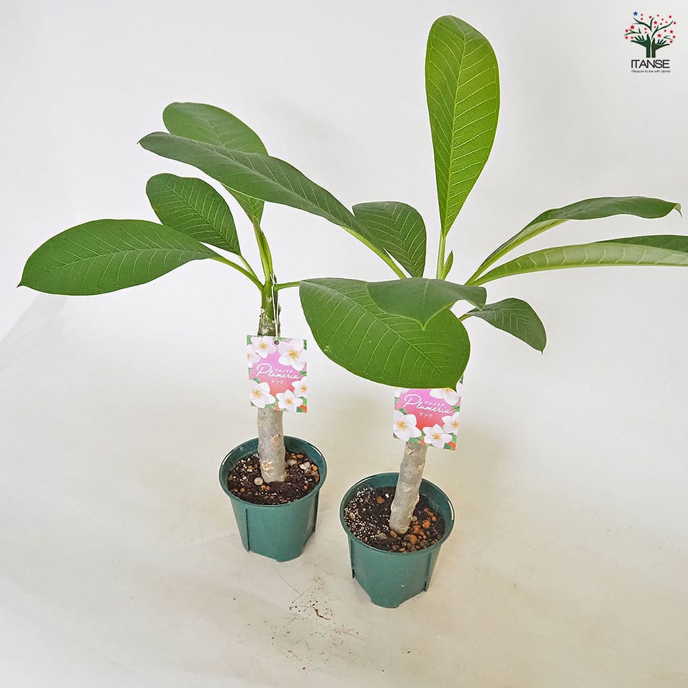 プルメリア苗木 ピンク 【花木苗 3.5号】｜ 【植物のITANSE