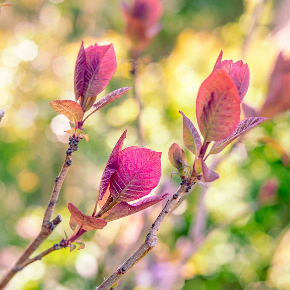 スモークツリー グレース 【花木苗 6号／1個売り】｜ 【植物の