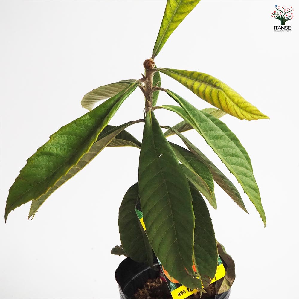 枇杷(びわ)の苗木 なつたより 【果樹の苗木 4号／1個売り】｜ 【植物の