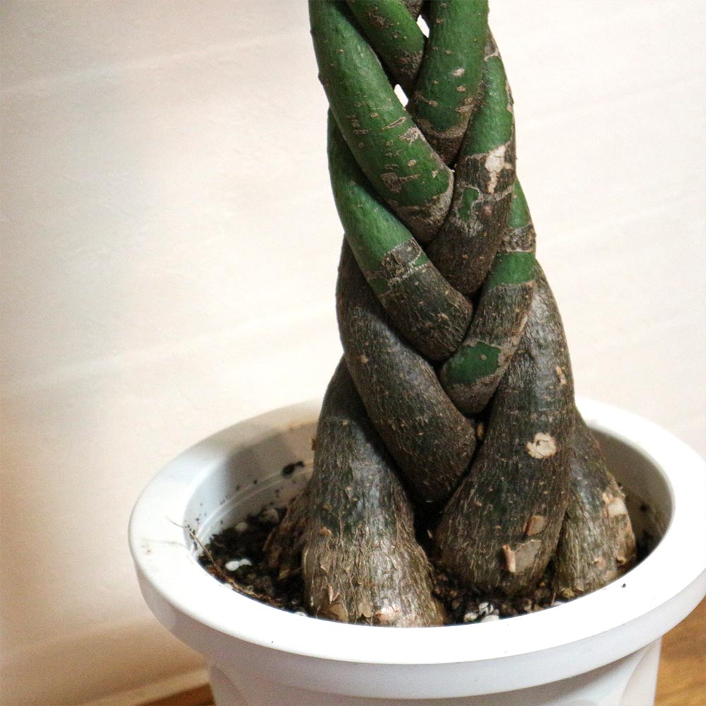 パキラ【大型 観葉植物 8号鉢／1個】｜ 【植物のITANSE】全品