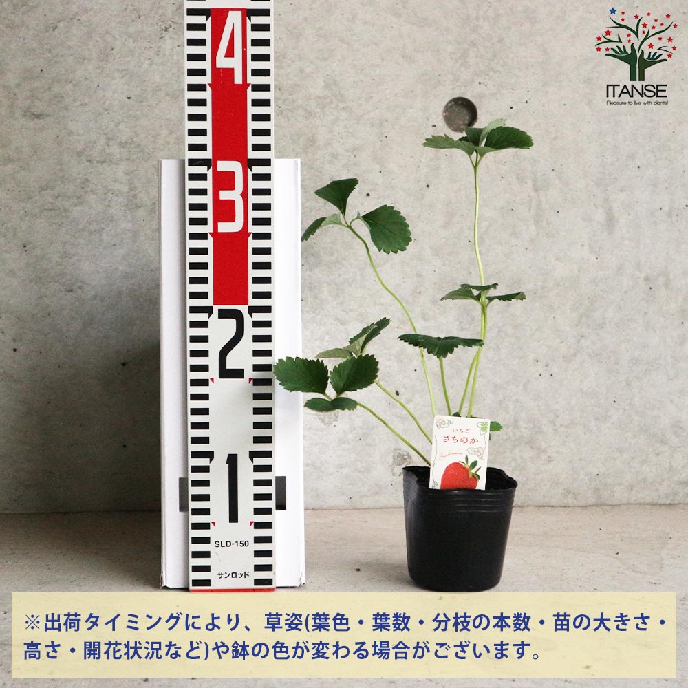 いちごの苗 品種：さちのか／アイベリー／レッドパール 各2個【野菜の