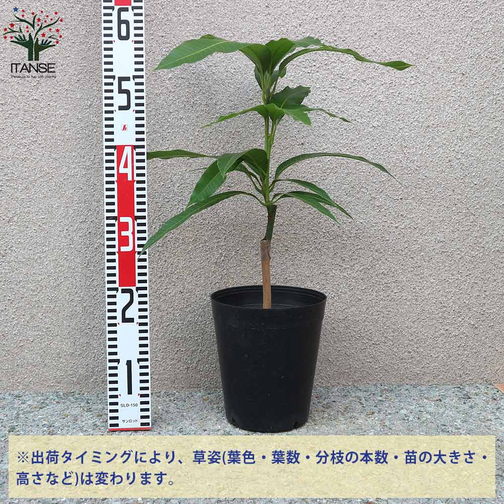 マンゴーの苗木 紅金煌(べにきんこう) 【果樹の苗木 6号硬質ポット 2