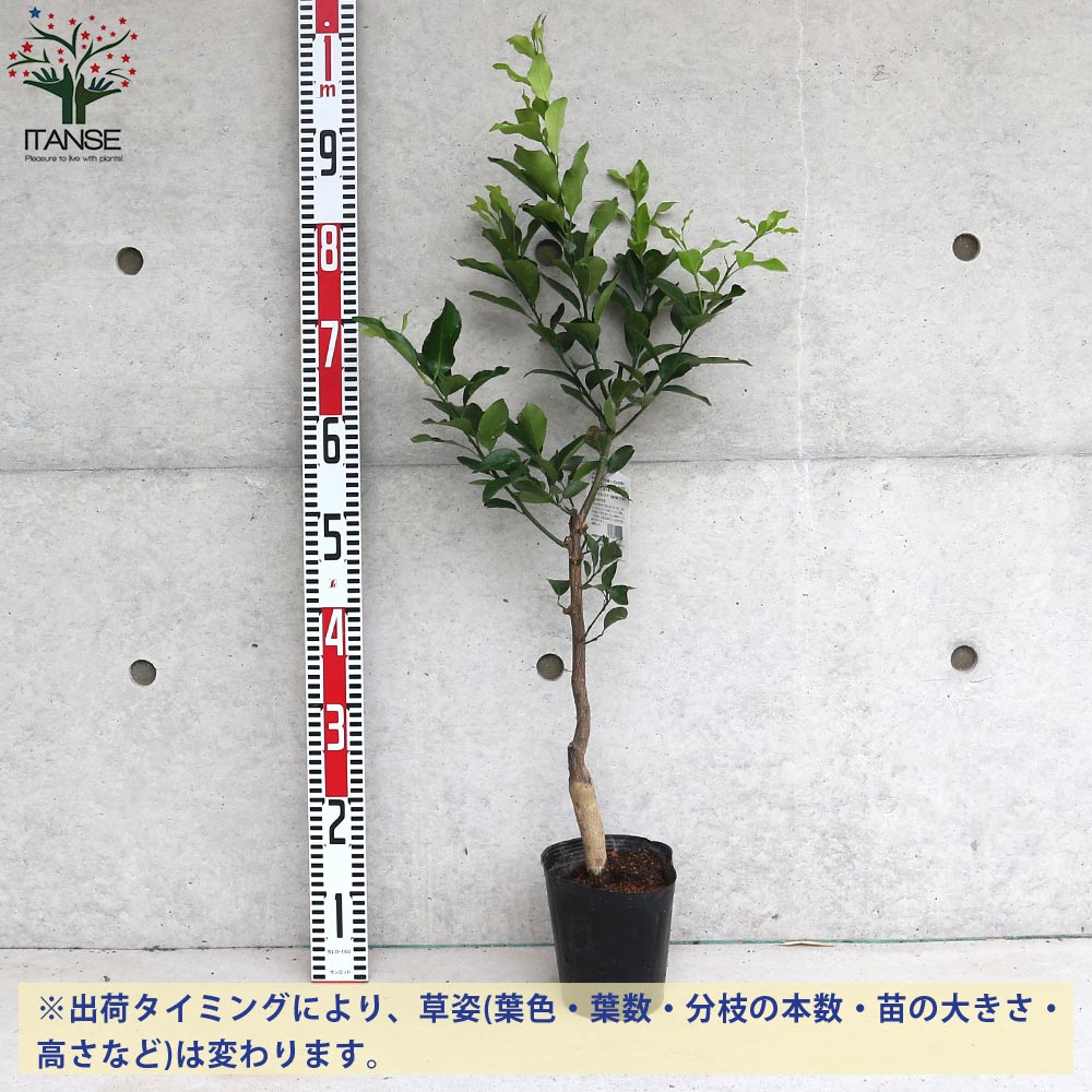 柑橘の苗 日向夏(ひゅうがなつ)【果樹の苗木 15cmポット 1～2年生 接木