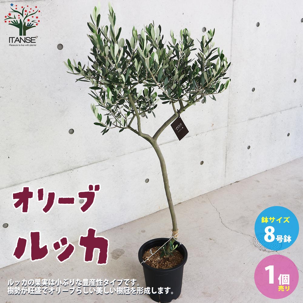 オリーブの苗木 品種：ルッカ【果樹の苗木 8号スタンド仕立て／1個売り