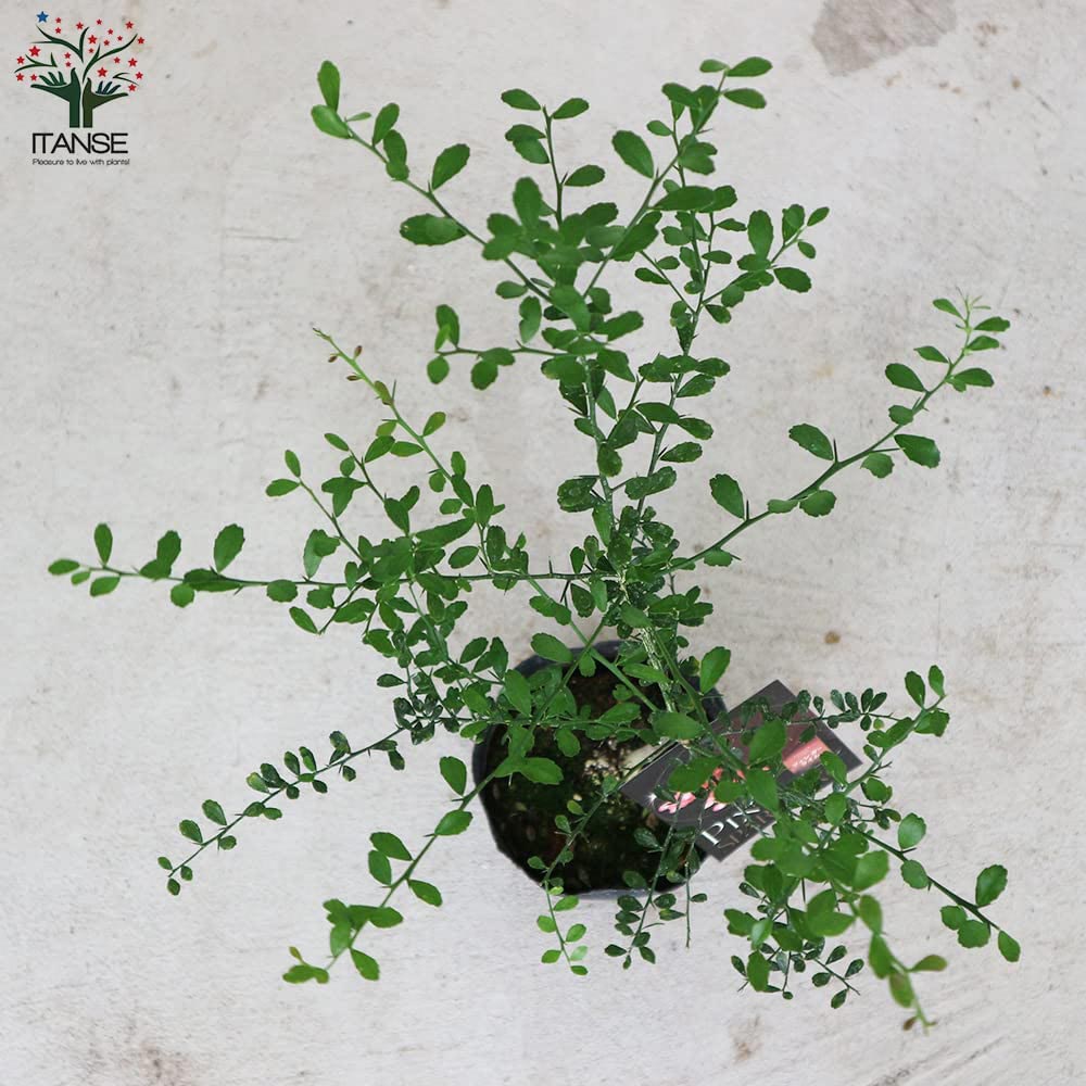 フィンガーライムの苗木 ピンクスパークリング【果樹の苗木 4.5号 接木