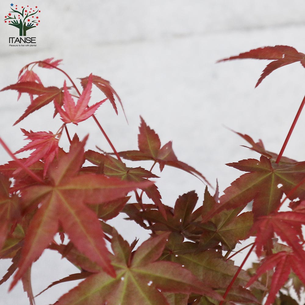 モミジ(カエデ)の苗木 品種：青崖(セイガイ)【庭木 6号鉢 接木苗／1個