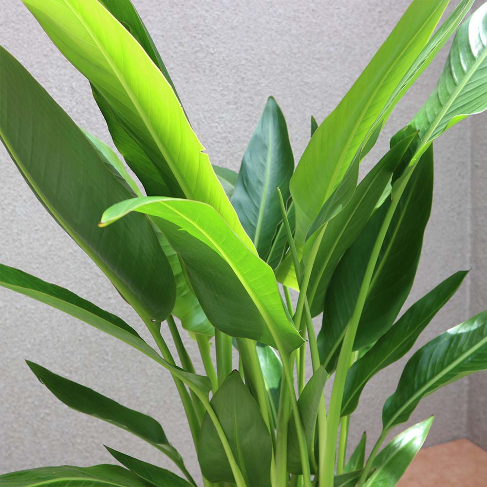 タビビトノキ (旅人の木)【中型 観葉植物 8号鉢／1個】｜ 【植物の