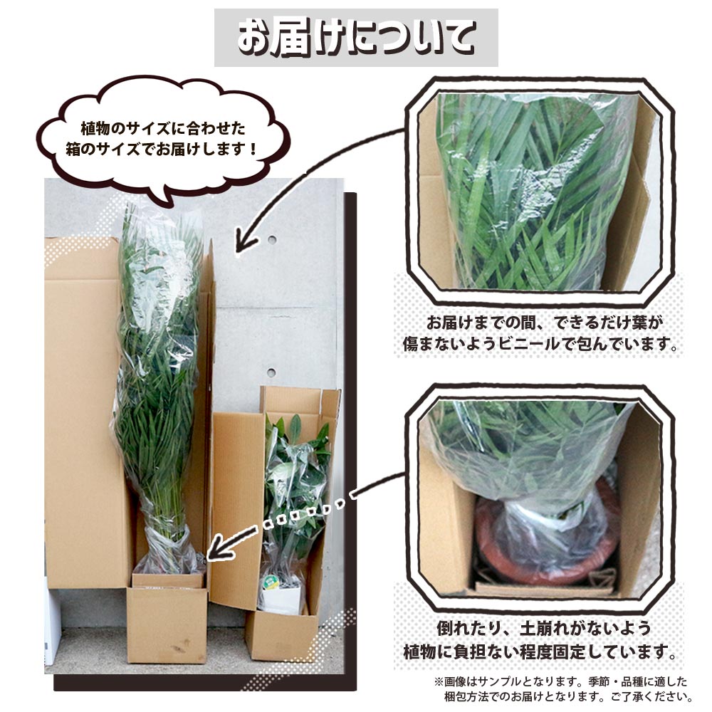 ユッカ・ロストラータ【観葉植物 10号鉢：リビングやオフィス向き