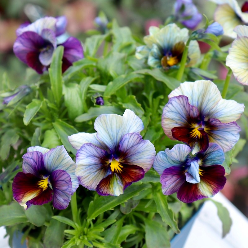 今シーズンのNEW現品1点限り☆サトウ園芸さんのビオラ・ヌーヴェル