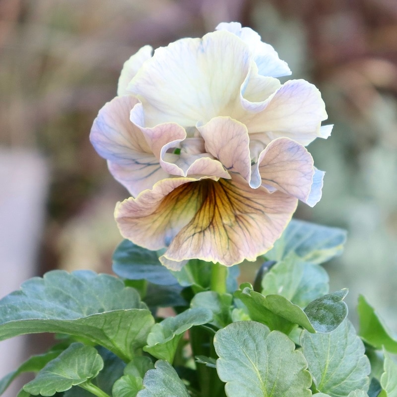 画像の現品1点限り☆スペシャルなサトウ園芸さんのパンジー・ローブ