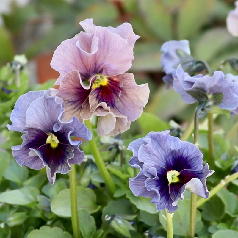 特大☆画像の現品1点限り!! 石川園芸さんのビオラ「レディ」スペシャル