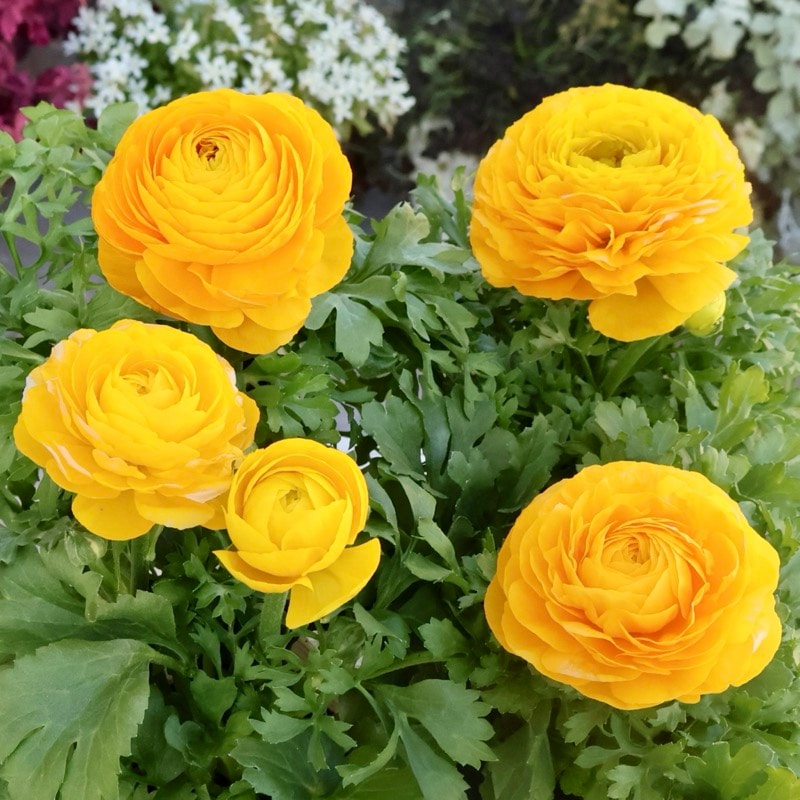 2年物のボリューム満点株♪ラナンキュラス「綾リッチ」1番(3.5号ポット)