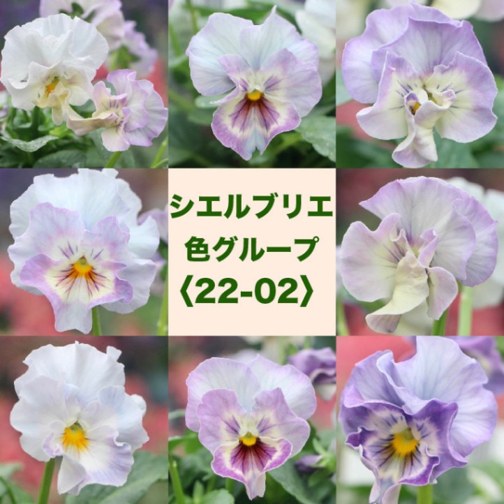 花日和さん育種フリル咲き「シエルブリエ」・2025年10月中下旬ごろ販売