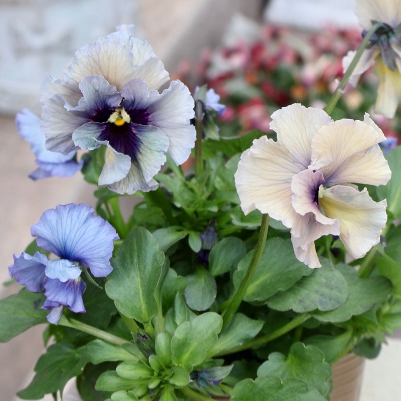 石川園芸さん育種「レディ」・～風散歩～