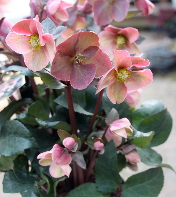 現品☆クリスマスローズ・HGC「ピンクフロスト」5号鉢【A】